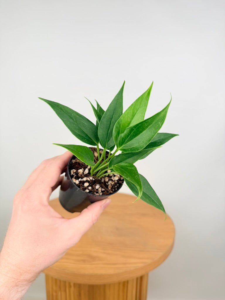 Anthurium Andraeanum - Lilli [Pink Flower] | Uprooted