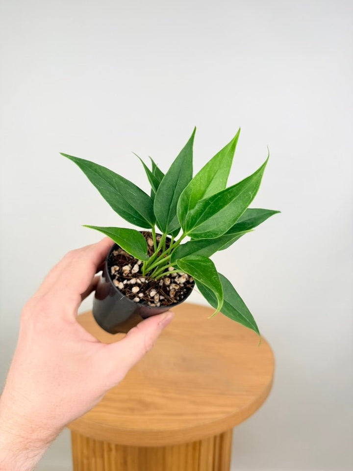 Anthurium Andraeanum - Lilli [Pink Flower] | Uprooted