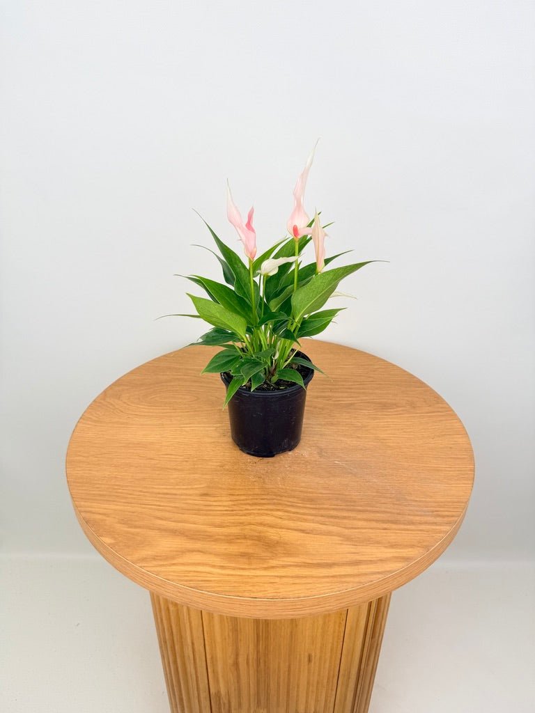 Anthurium Andraeanum - Lilli [Pink Flower] | Uprooted