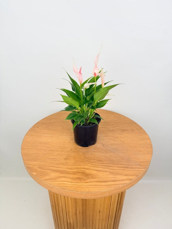 Anthurium Andraeanum - Lilli [Pink Flower] | Uprooted