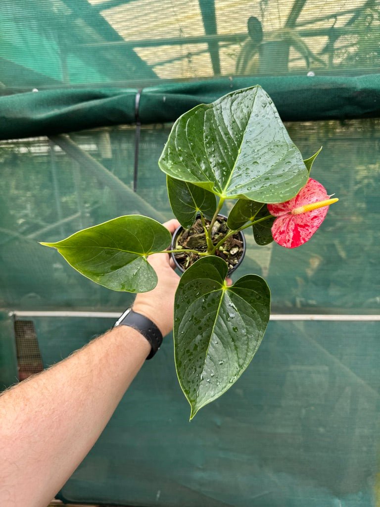 Anthurium Andraeanum - Shibori | Uprooted