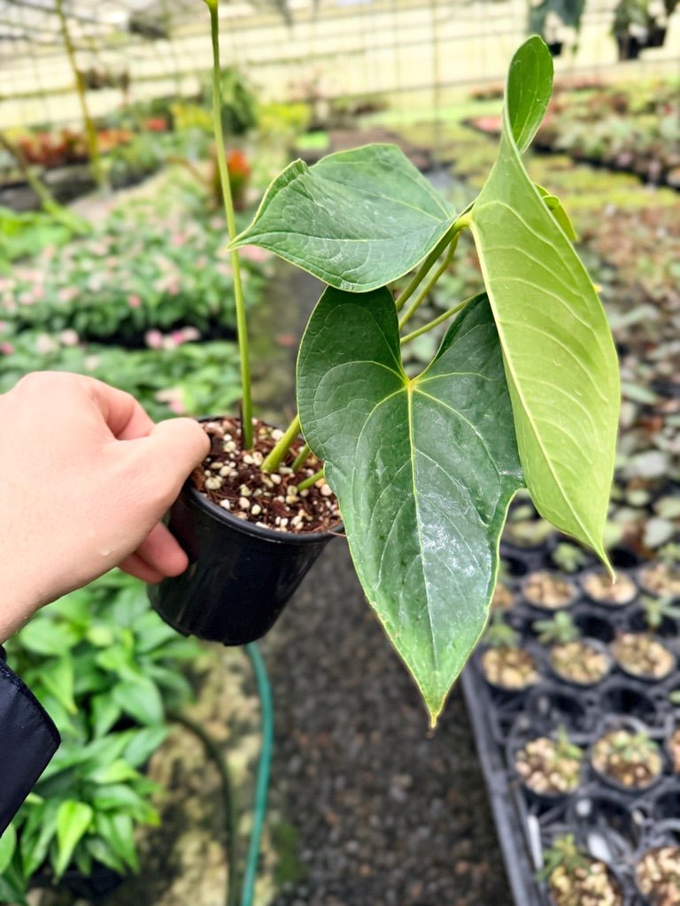anthurium hybrid shibori Anthurium Andraeanum - Shibori | Uprooted