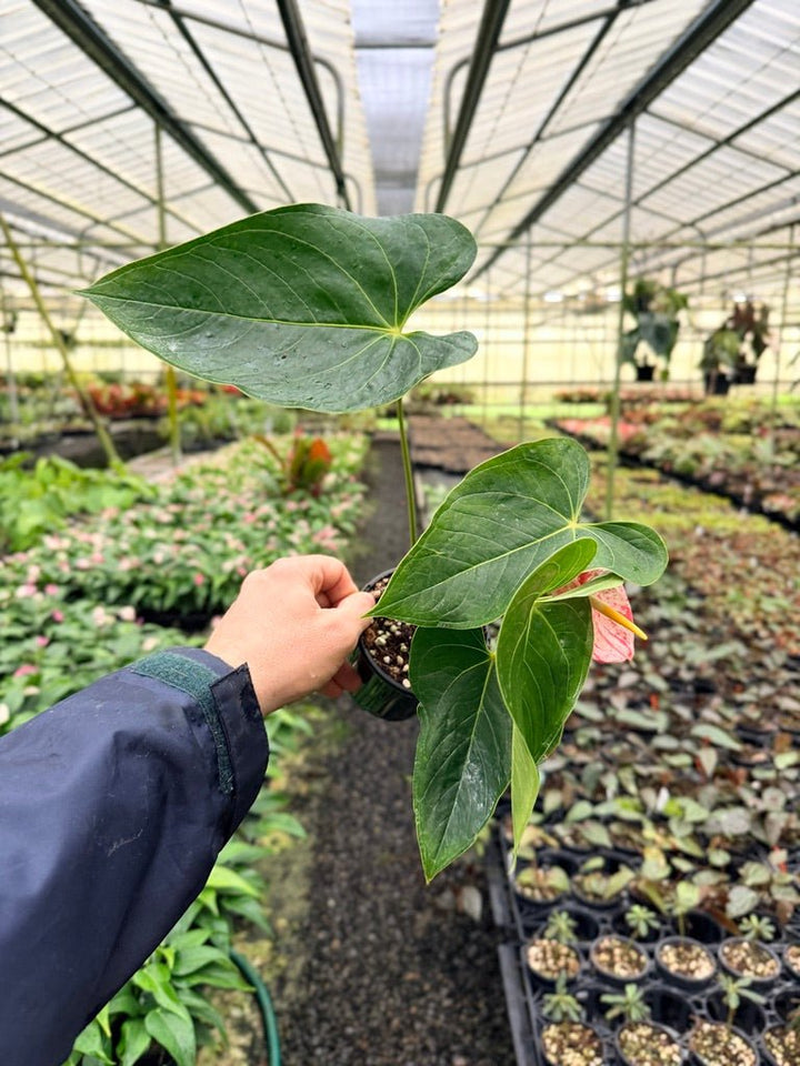 Anthurium Andraeanum - Shibori | Uprooted