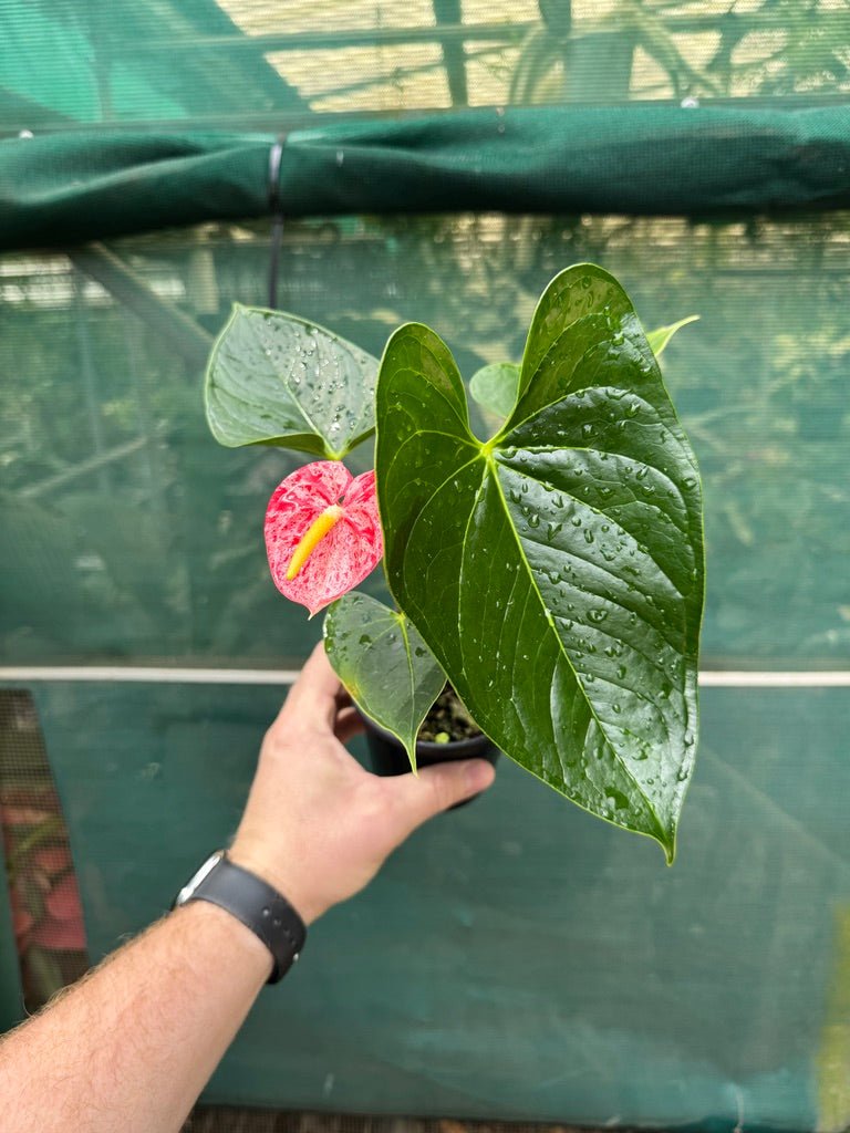 Anthurium Andraeanum - Shibori | Uprooted