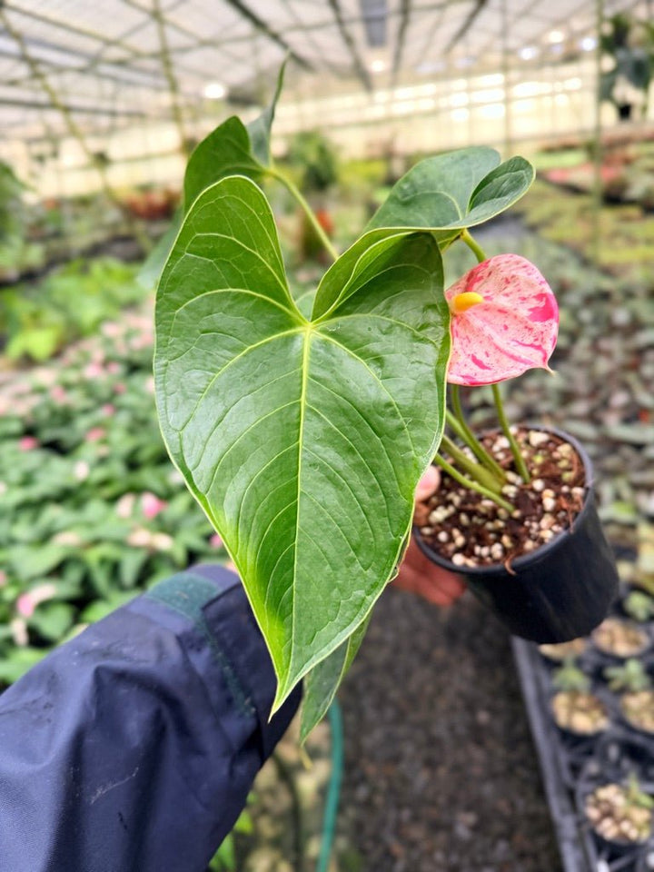 Anthurium Andraeanum - Shibori | Uprooted