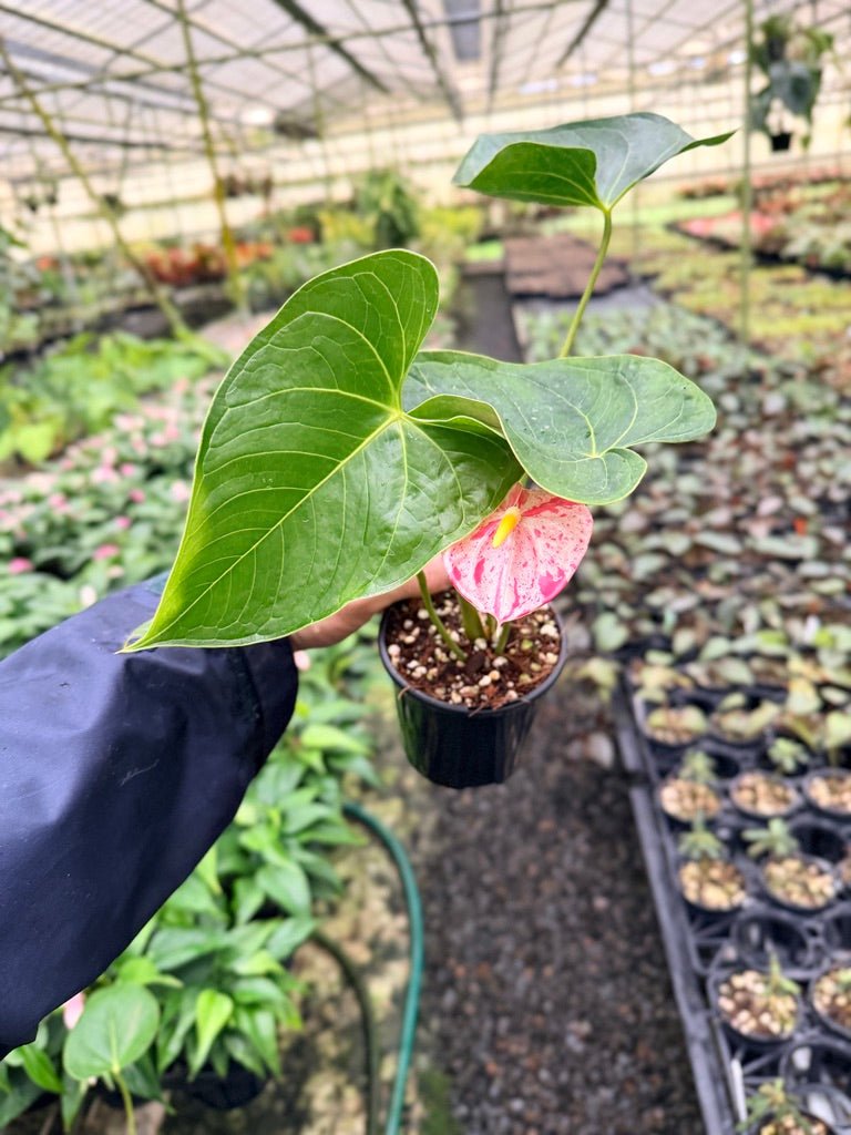 Anthurium Andraeanum - Shibori | Uprooted