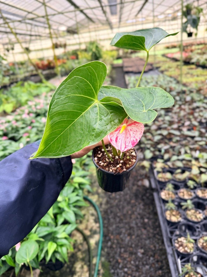 Anthurium Andraeanum - Shibori | Uprooted