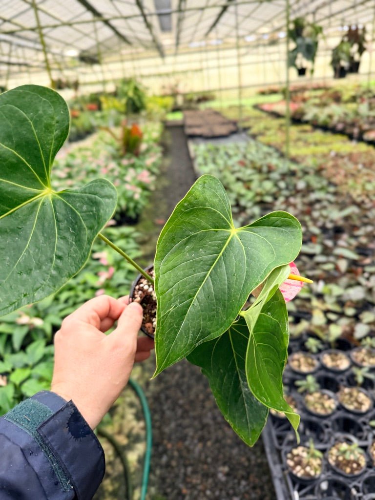 Anthurium Andraeanum - Shibori | Uprooted