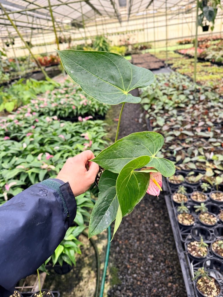 shibori anthurium plant Anthurium Andraeanum - Shibori | Uprooted