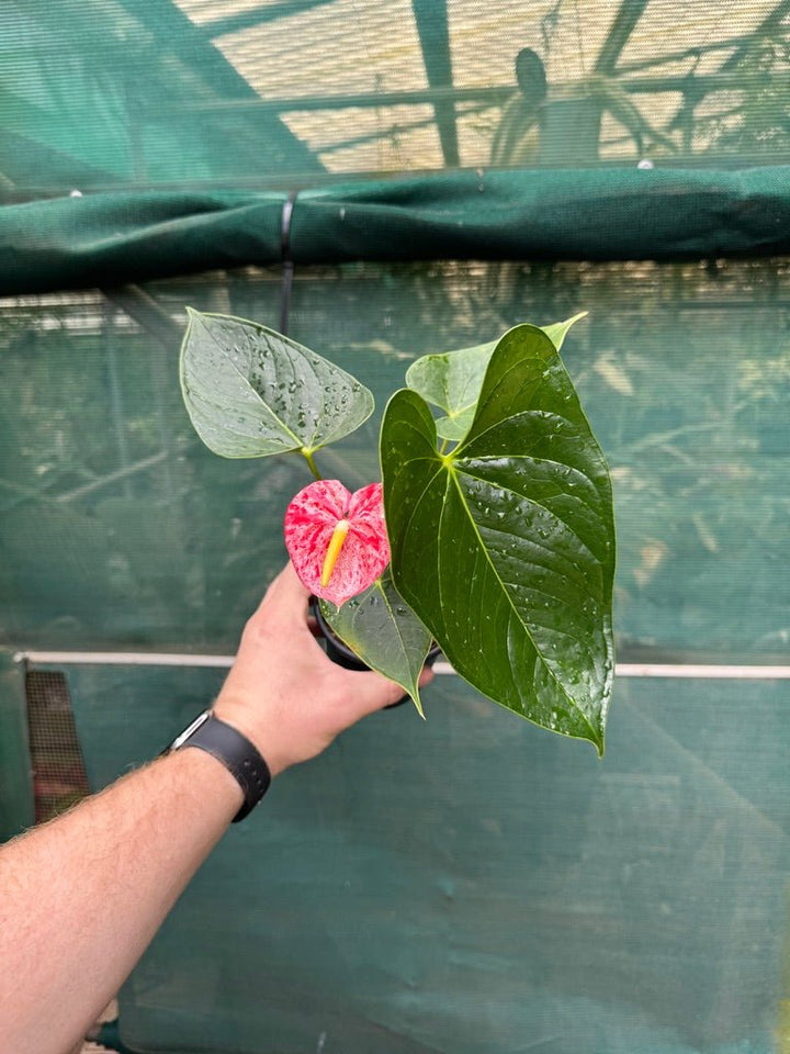 Anthurium Andraeanum - Shibori | Uprooted