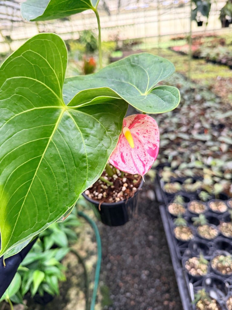 Anthurium Andraeanum - Shibori | Uprooted