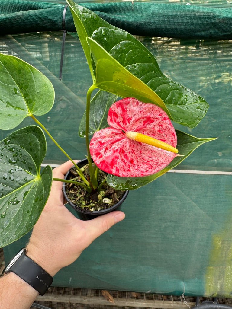 Anthurium Andraeanum - Shibori | Uprooted