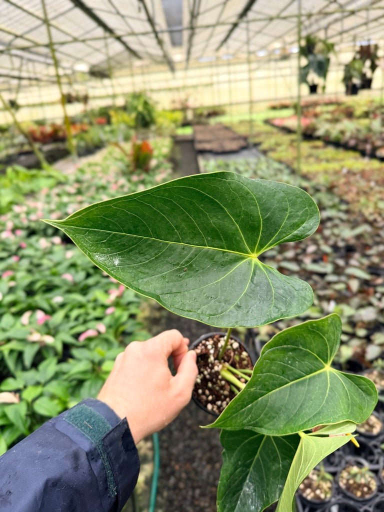 shibori anthurium plant Anthurium Andraeanum - Shibori | Uprooted
