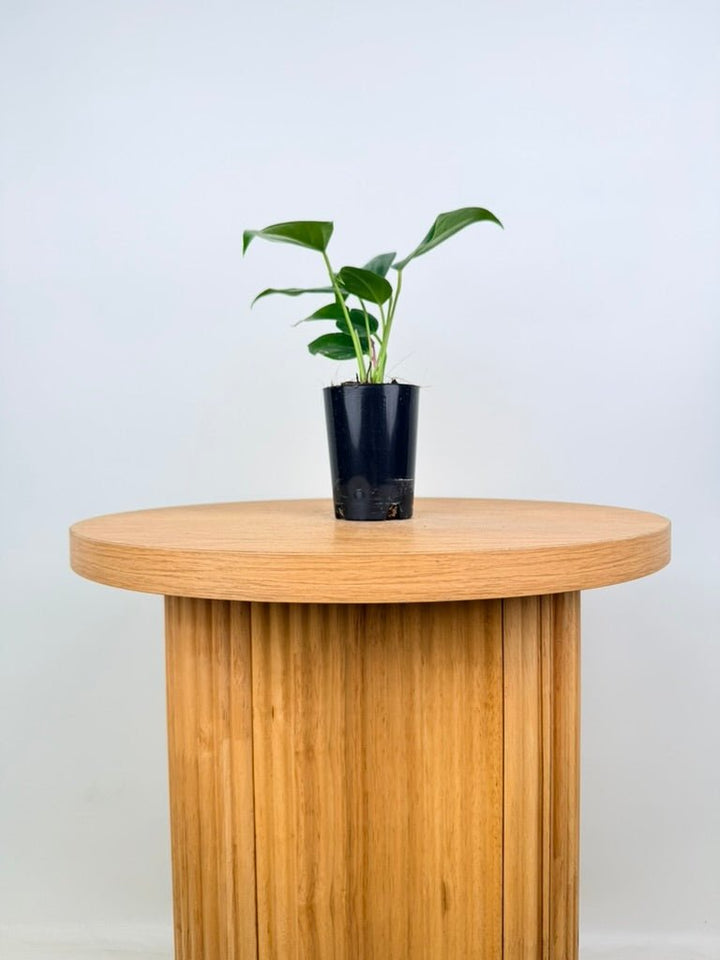 Anthurium Andraeanum - Zizou [Purple Flower] | Uprooted