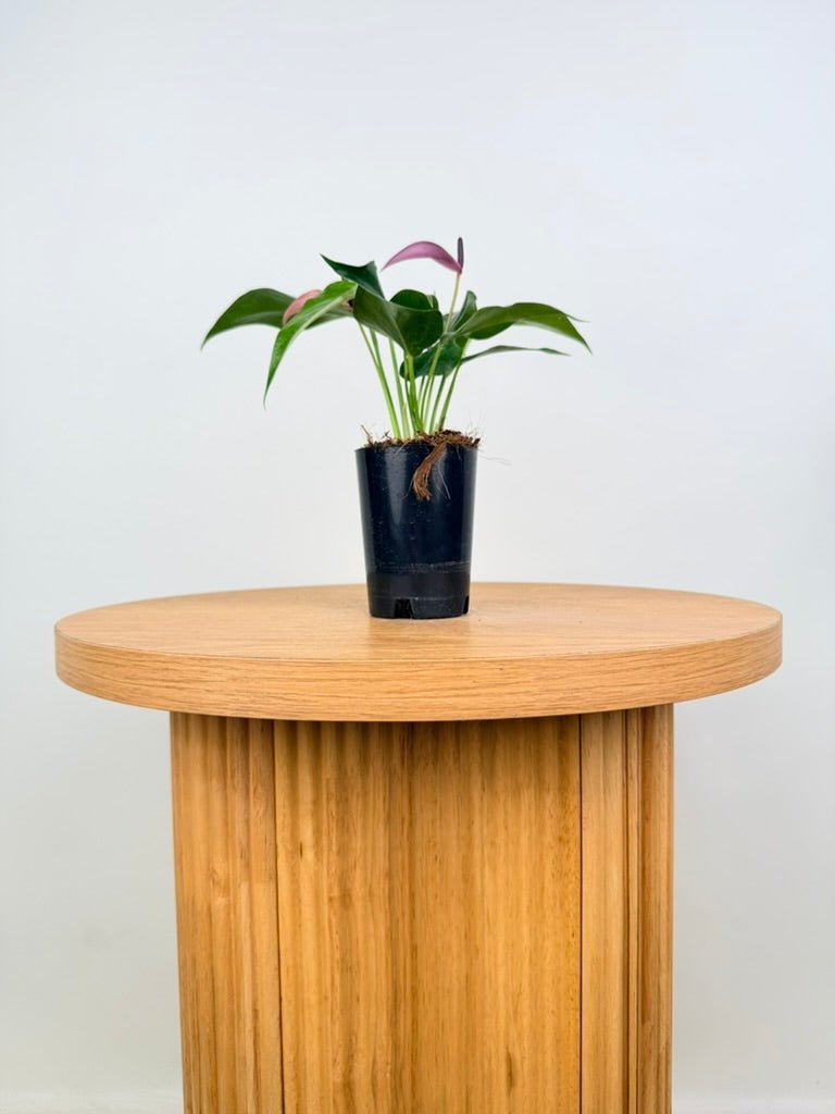 Anthurium Andraeanum - Zizou [Purple Flower] | Uprooted