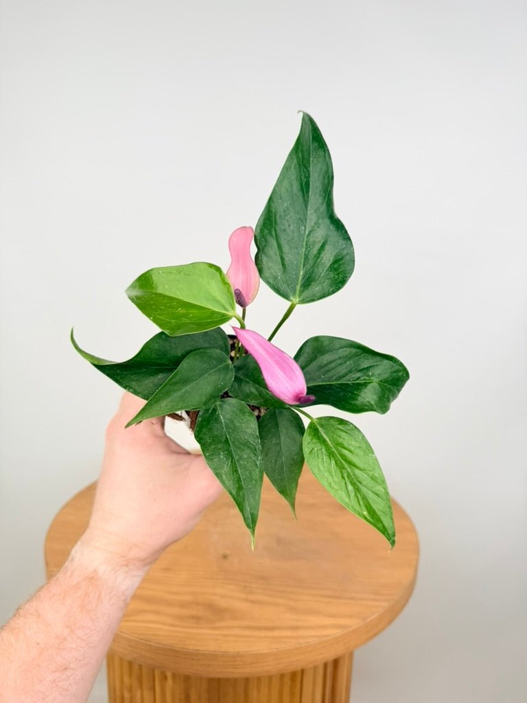 Anthurium Andraeanum - Zizou [Purple Flower] | Uprooted