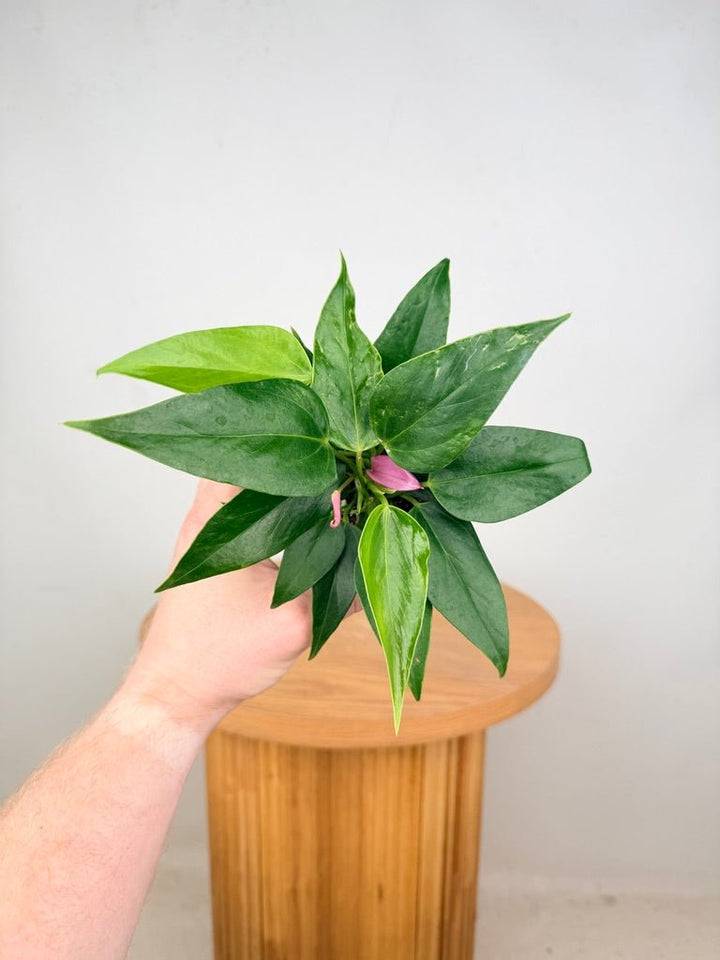 Anthurium Andraeanum - Zizou [Purple Flower] | Uprooted