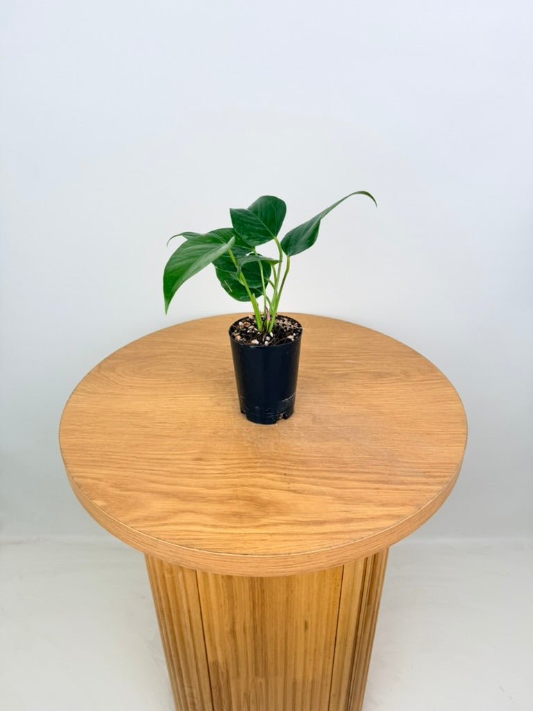 Anthurium Andraeanum - Zizou [Purple Flower] | Uprooted