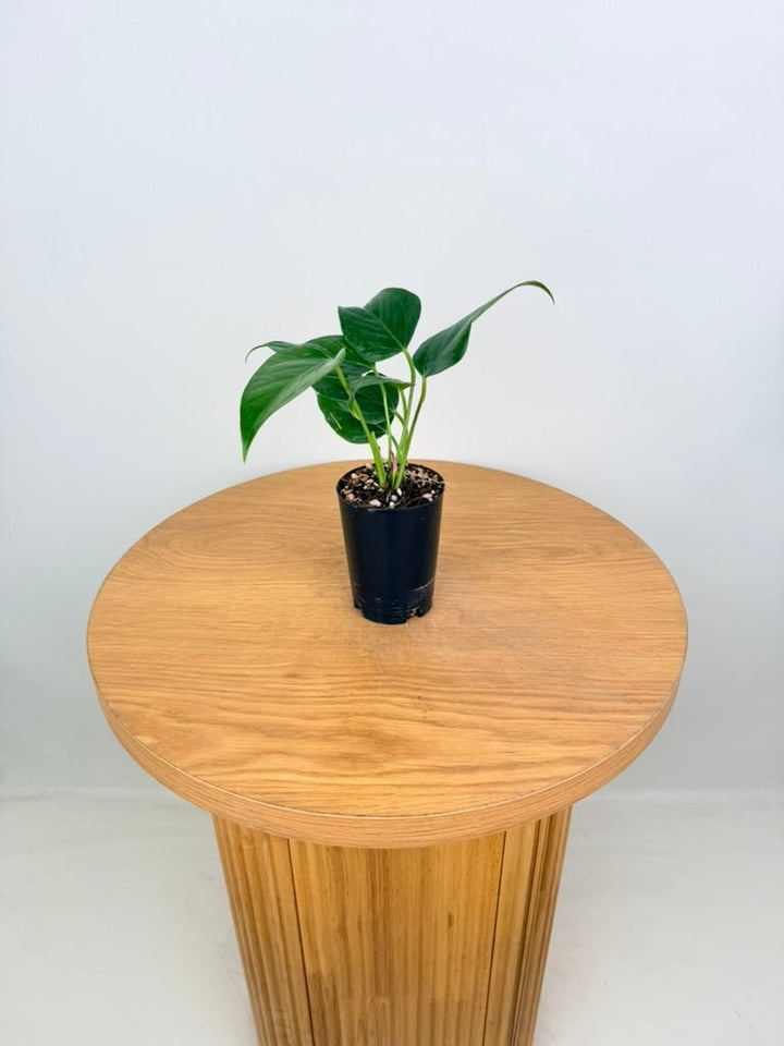 Anthurium Andraeanum - Zizou [Purple Flower] | Uprooted