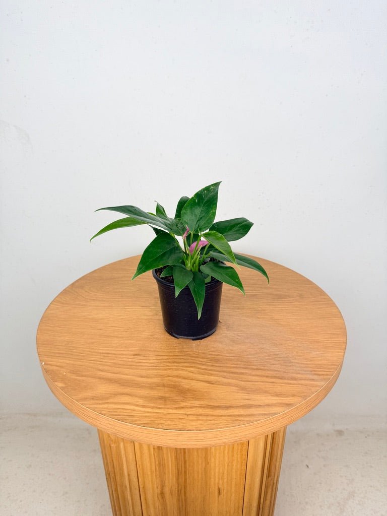 Anthurium Andraeanum - Zizou [Purple Flower] | Uprooted