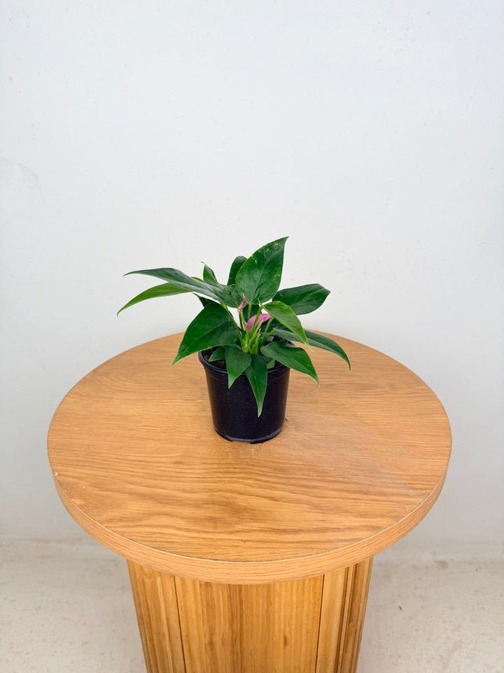 Anthurium Andraeanum - Zizou [Purple Flower] | Uprooted