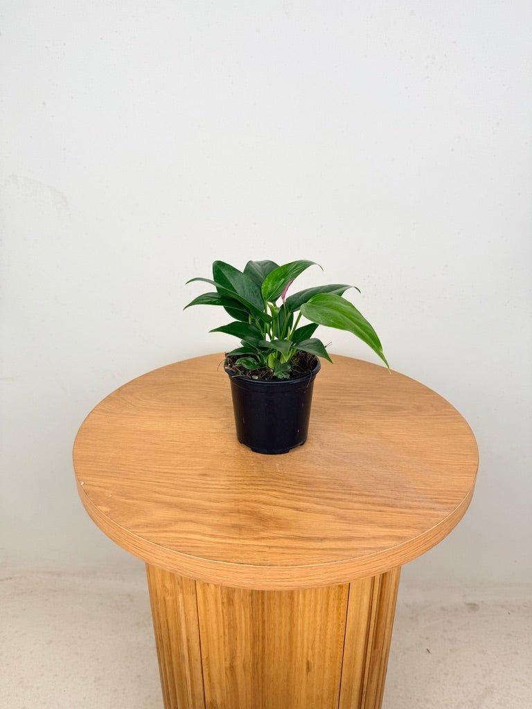 Anthurium Andraeanum - Zizou [Purple Flower] | Uprooted