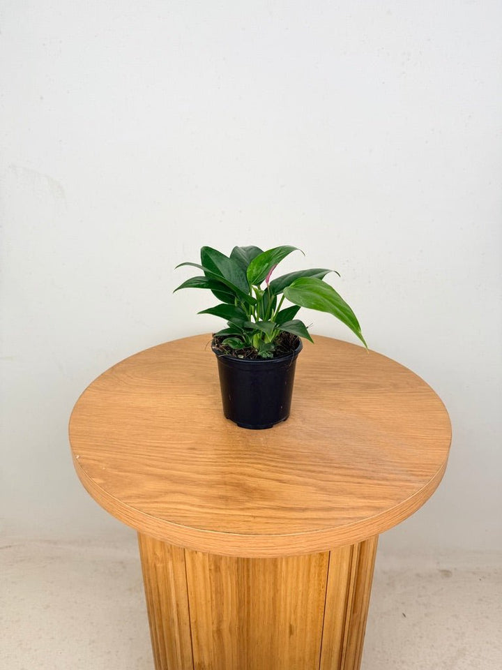 Anthurium Andraeanum - Zizou [Purple Flower] | Uprooted