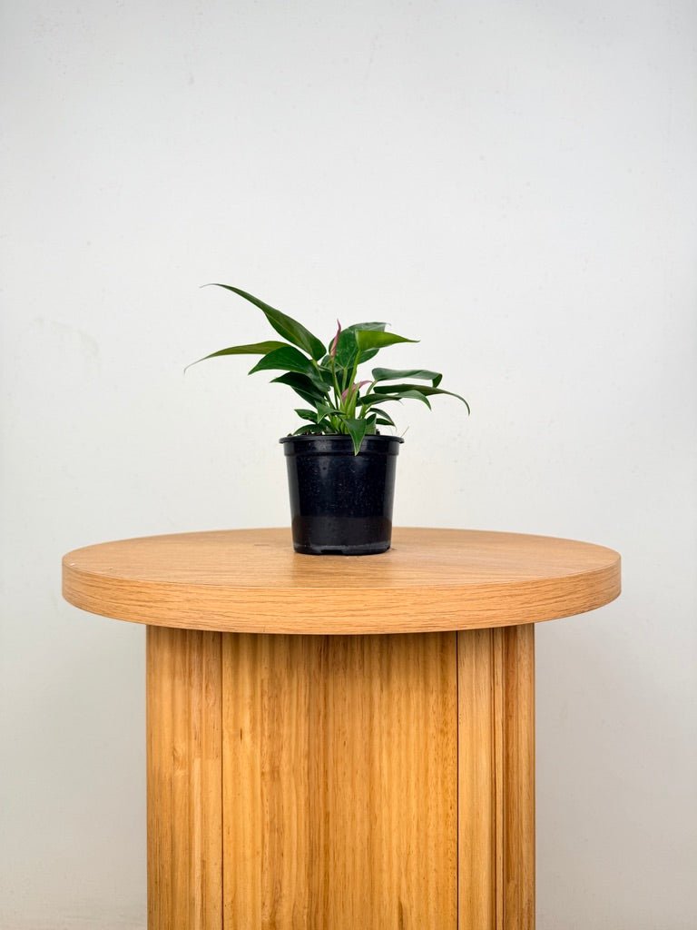 Anthurium Andraeanum - Zizou [Purple Flower] | Uprooted