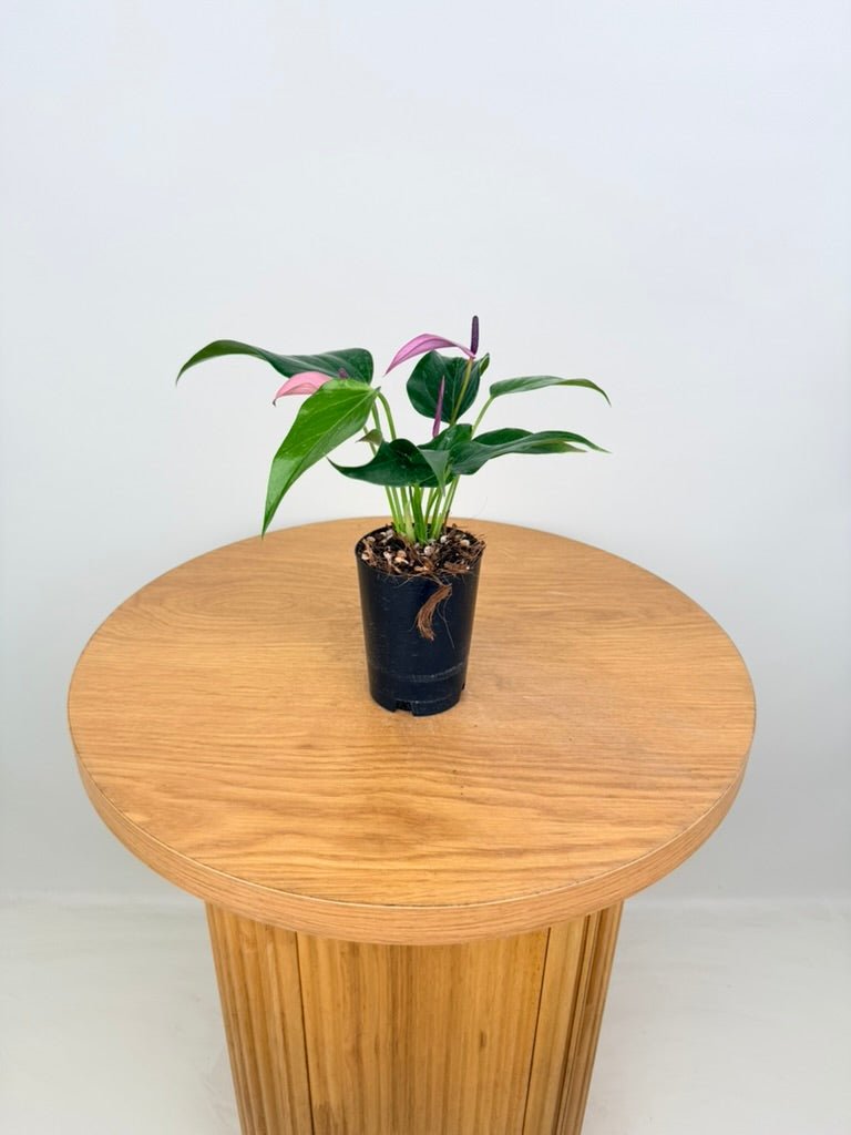 Anthurium Andraeanum - Zizou [Purple Flower] | Uprooted