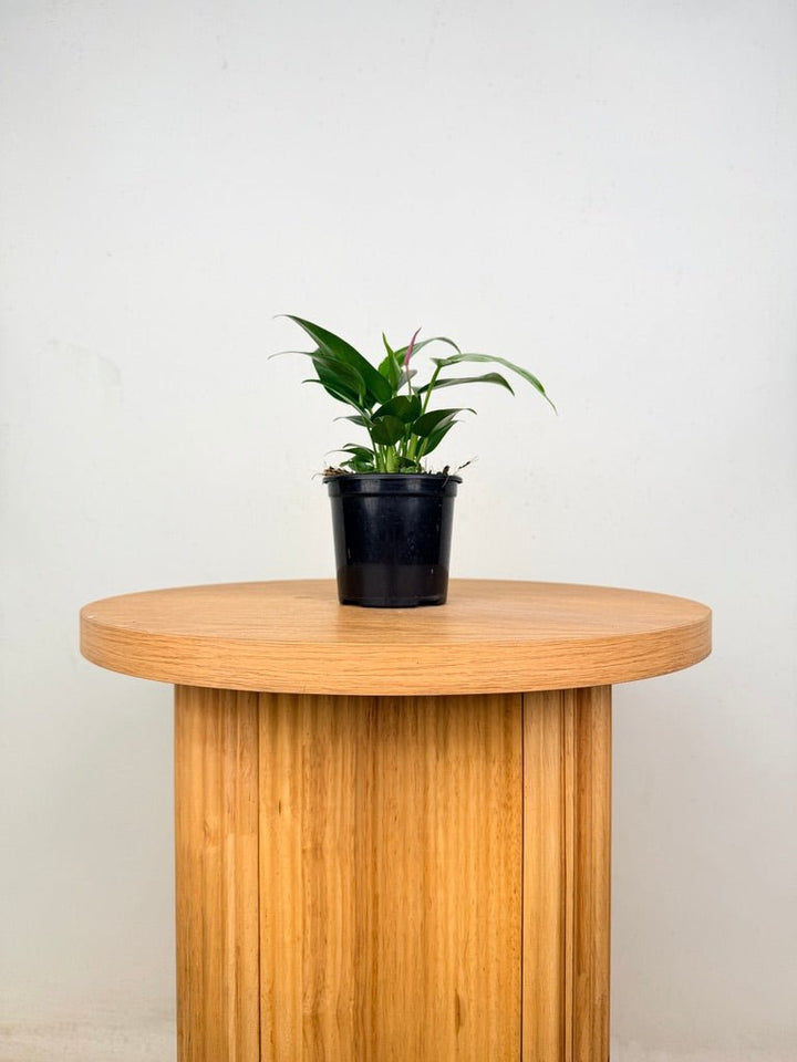 Anthurium Andraeanum - Zizou [Purple Flower] | Uprooted