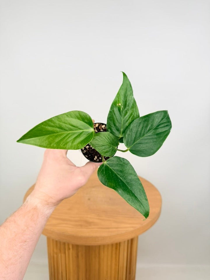 Anthurium Andraeanum - Zizou [Purple Flower] | Uprooted