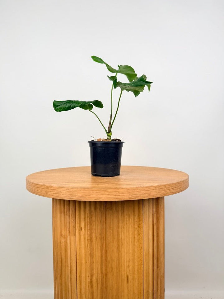 Anthurium Balaoanum - Imperfect Foliage | Uprooted