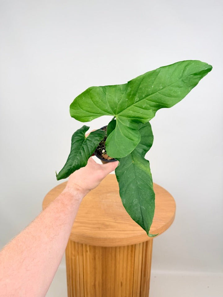 Anthurium Balaoanum - Imperfect Foliage | Uprooted