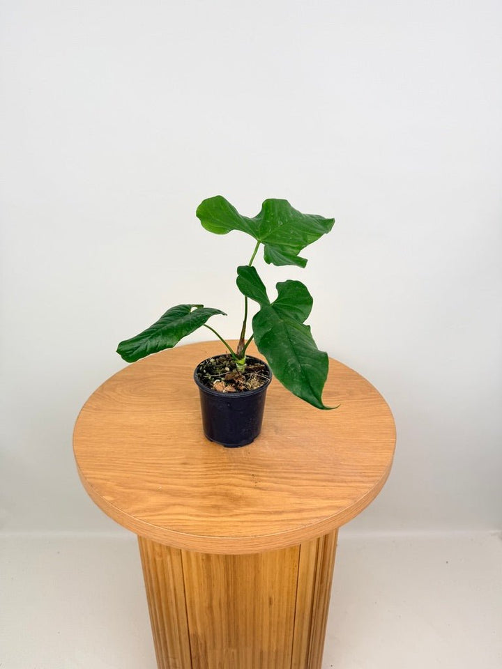 Anthurium Balaoanum - Imperfect Foliage | Uprooted