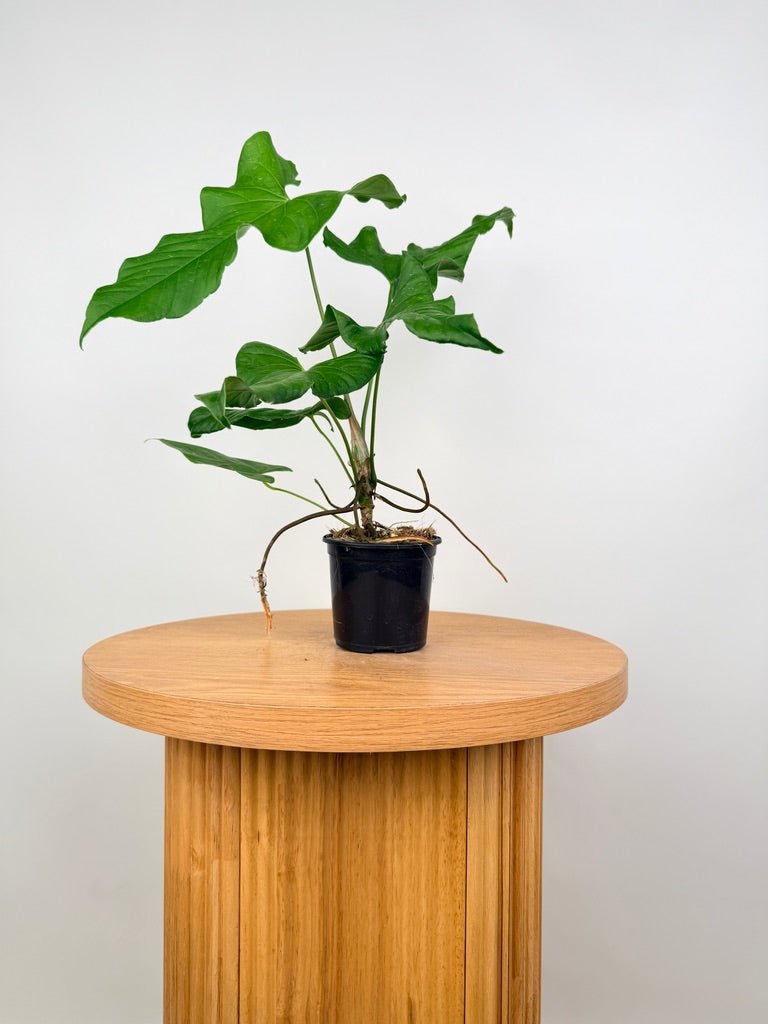 Anthurium Balaoanum - Imperfect Foliage | Uprooted