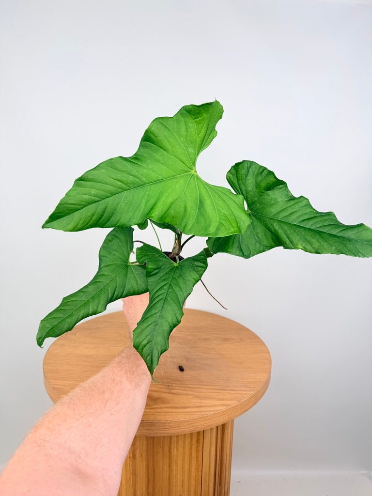 Anthurium Balaoanum - Imperfect Foliage | Uprooted