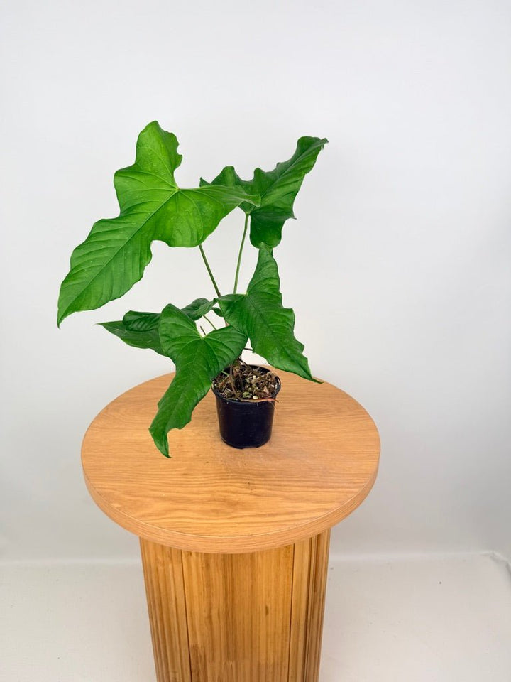 Anthurium Balaoanum - Imperfect Foliage | Uprooted