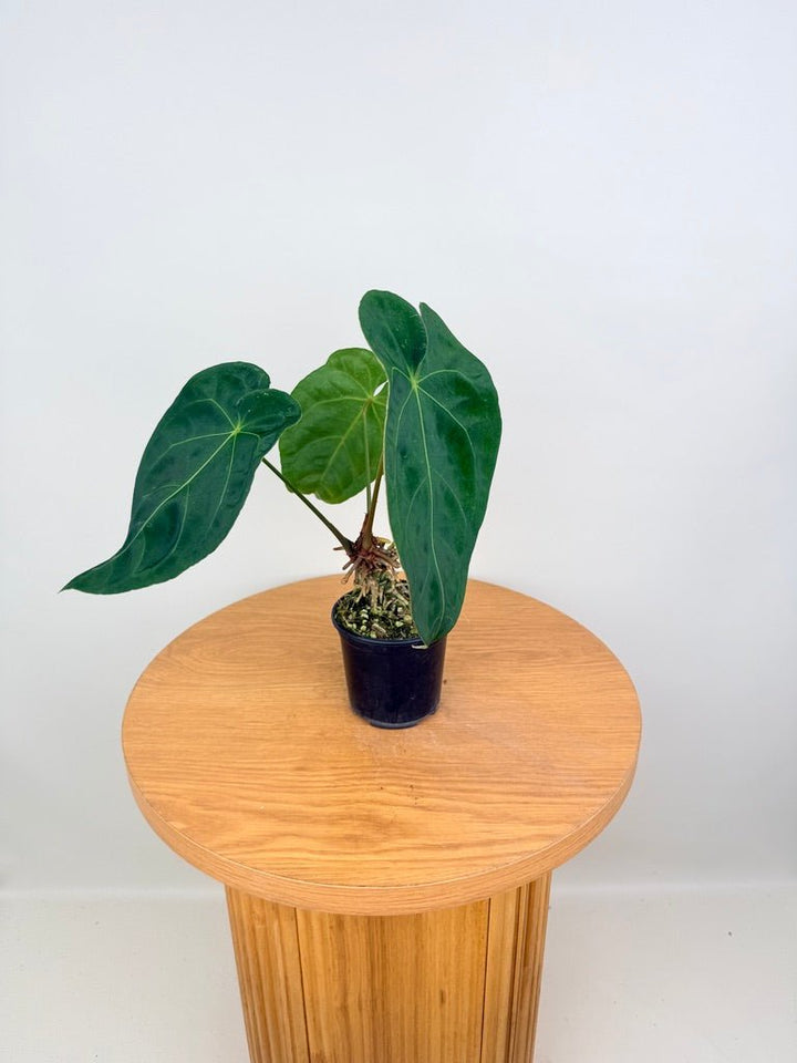 Anthurium Blue Velvet Hybrid X Dark Forgetii - Imperfect Foliage | Uprooted