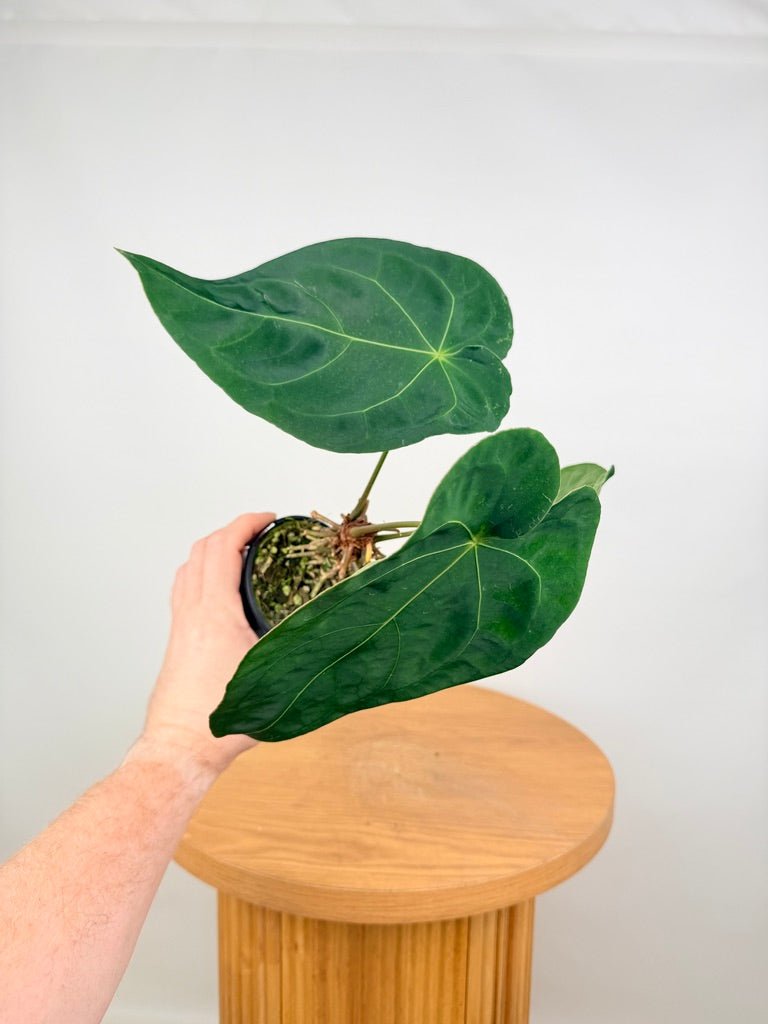 Anthurium Blue Velvet Hybrid X Dark Forgetii - Imperfect Foliage | Uprooted