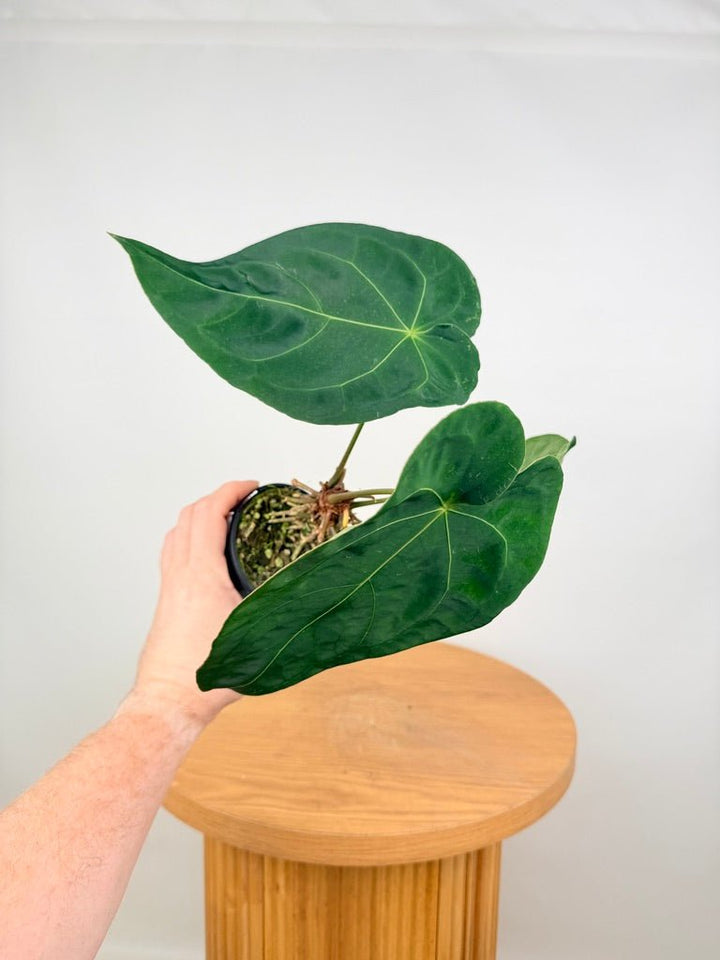 Anthurium Blue Velvet Hybrid X Dark Forgetii - Imperfect Foliage | Uprooted