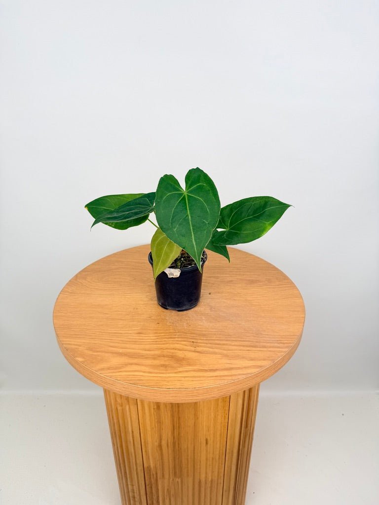 Anthurium Blue Velvet Hybrid X Dark Forgetii - Imperfect Foliage | Uprooted
