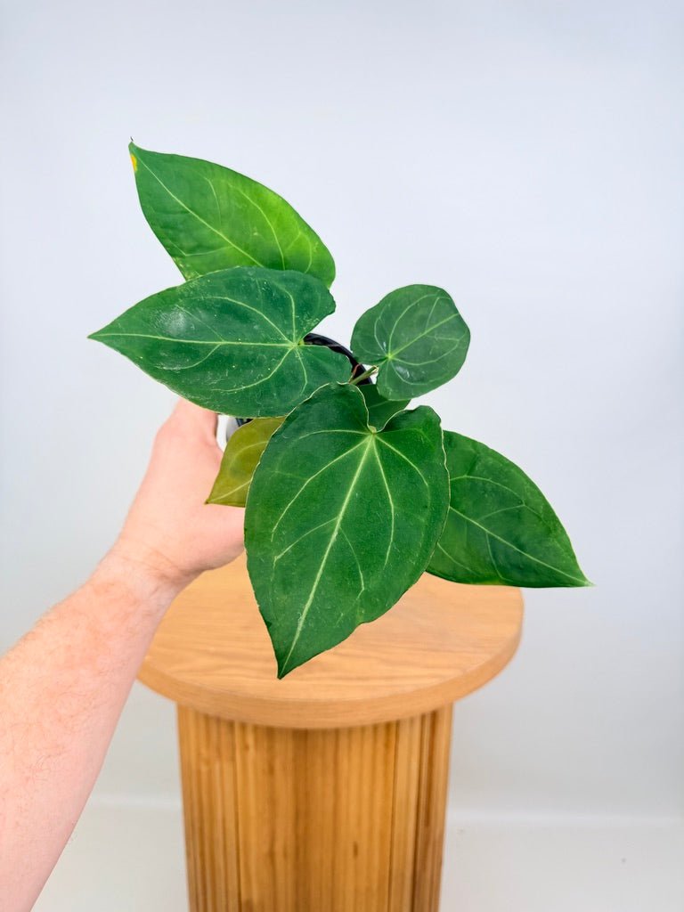 Anthurium Blue Velvet Hybrid X Dark Forgetii - Imperfect Foliage | Uprooted