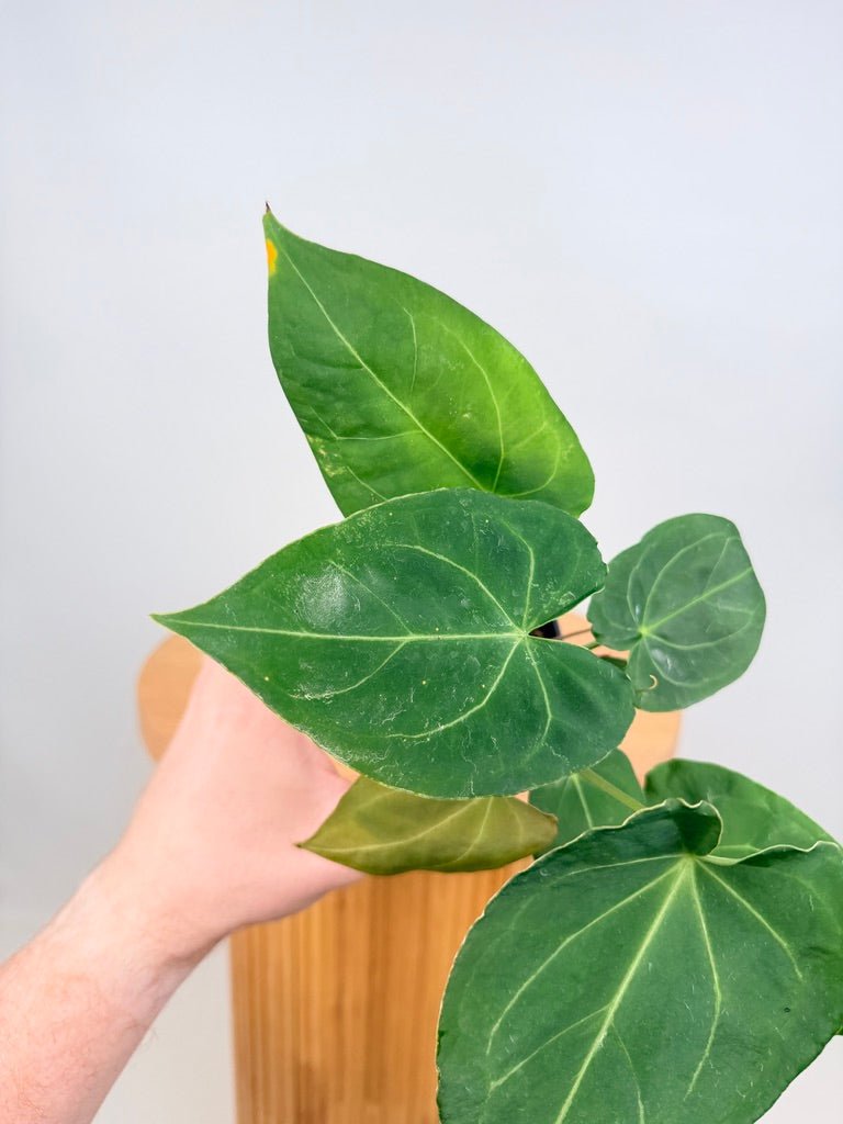 Anthurium Blue Velvet Hybrid X Dark Forgetii - Imperfect Foliage | Uprooted