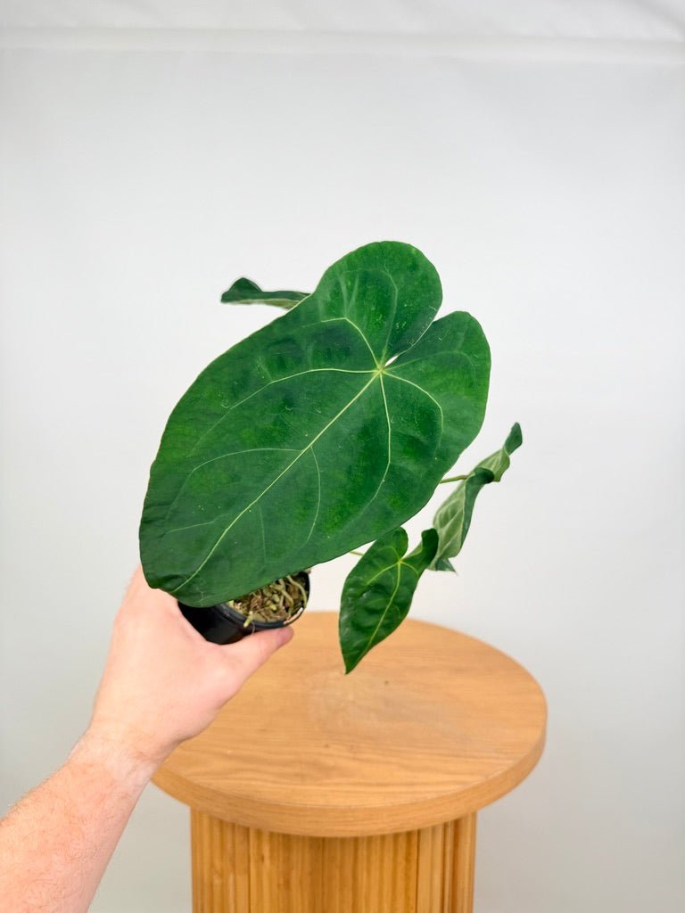 Anthurium Blue Velvet Hybrid X Dark Forgetii - Imperfect Foliage | Uprooted