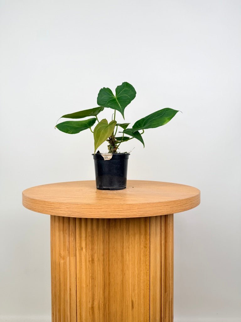 Anthurium Blue Velvet Hybrid X Dark Forgetii - Imperfect Foliage | Uprooted