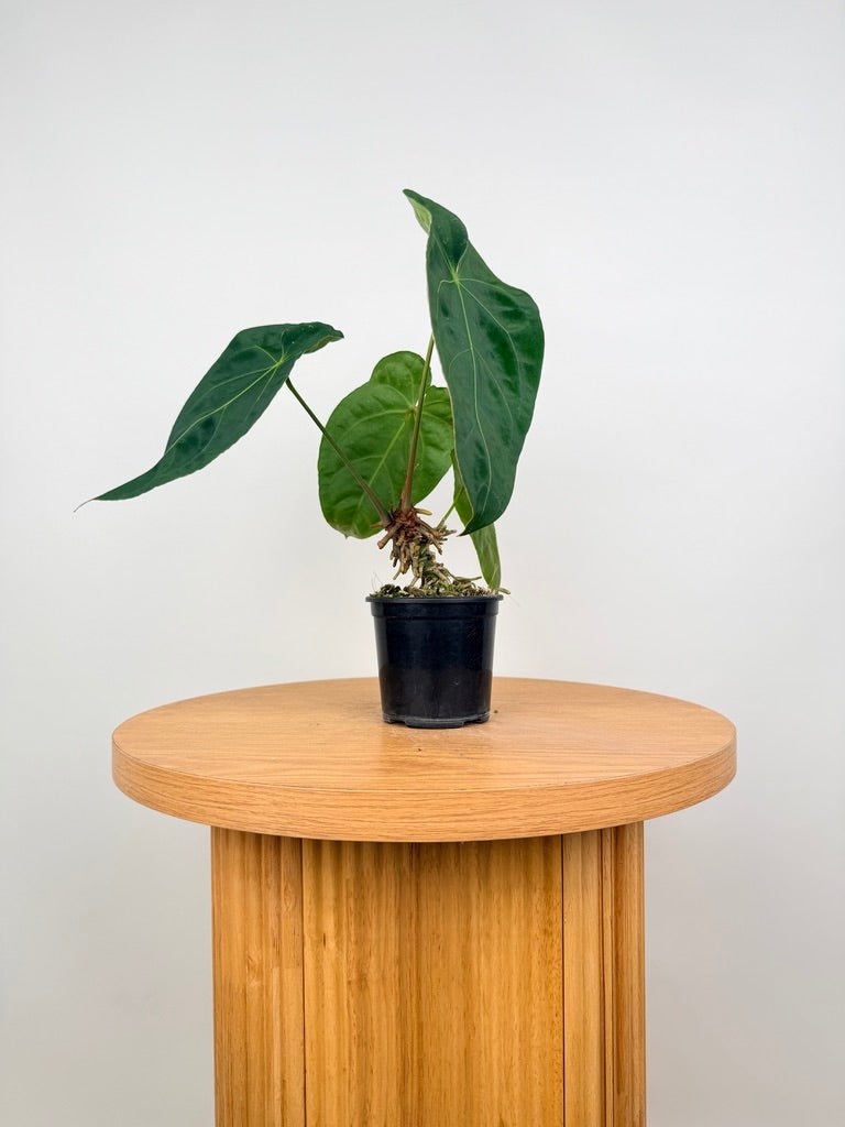 anthurium blue velvet Anthurium Blue Velvet Hybrid X Dark Forgetii