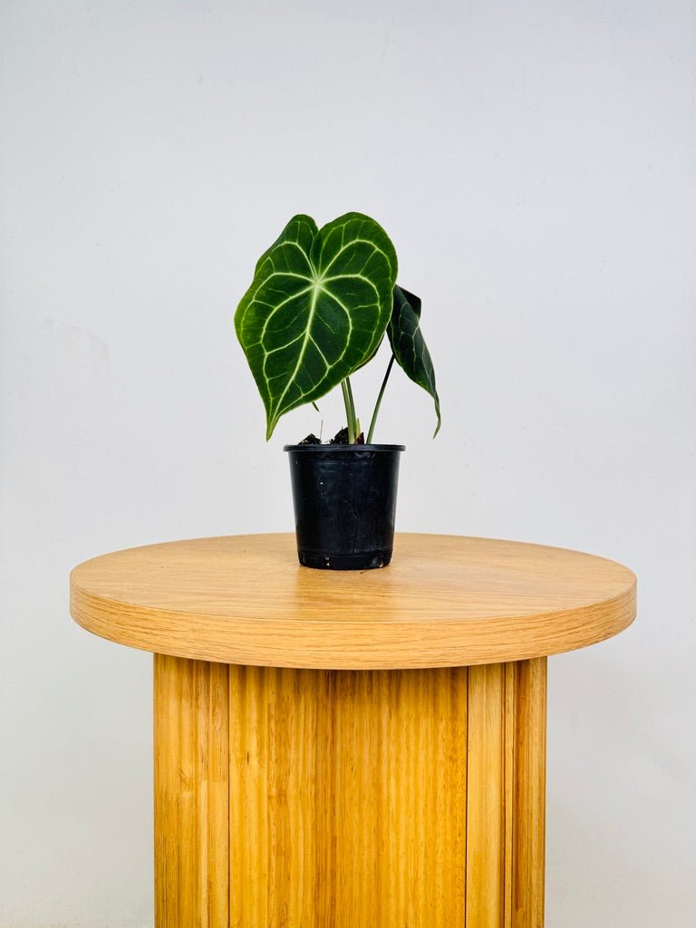 Anthurium Clarinervium | Uprooted