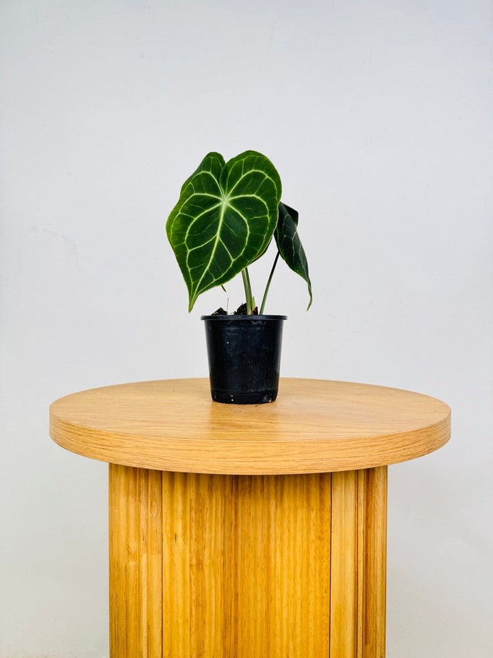 Anthurium Clarinervium | Uprooted