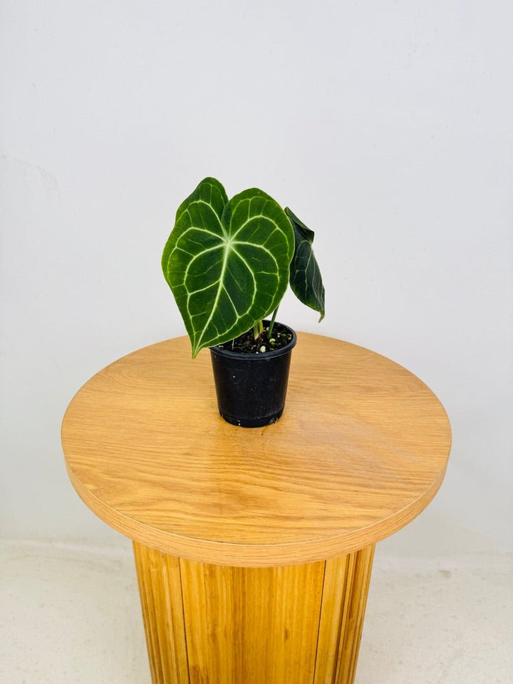 Anthurium Clarinervium | Uprooted