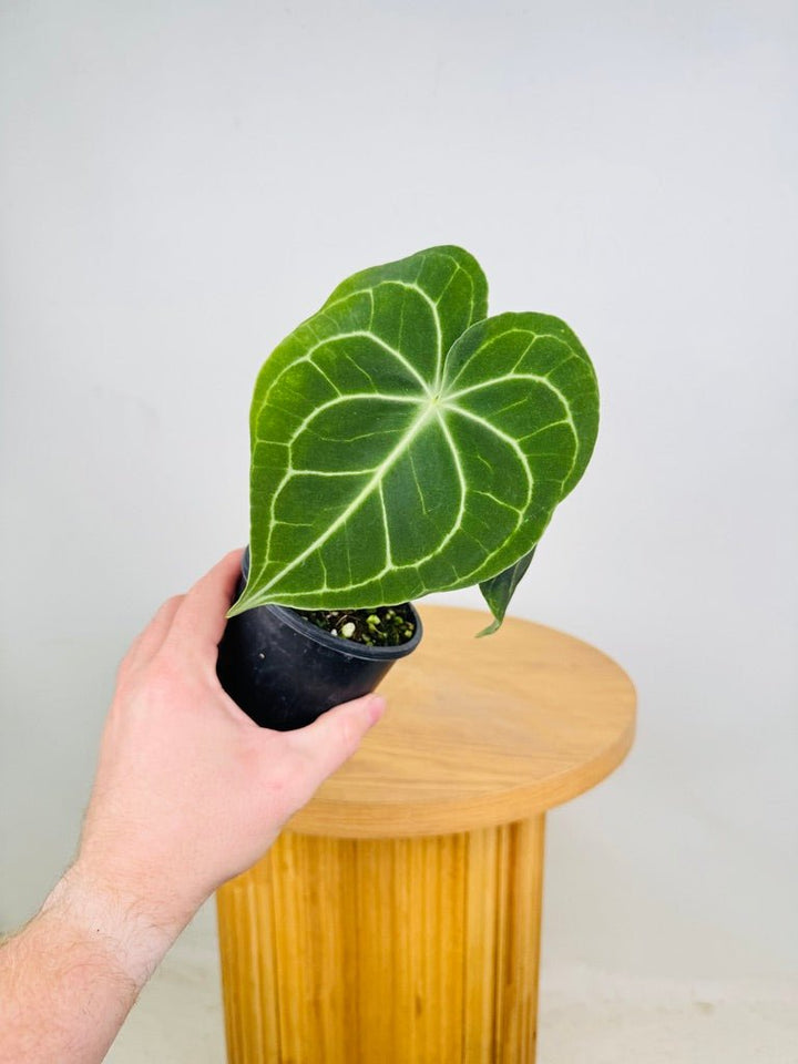 Anthurium Clarinervium | Uprooted